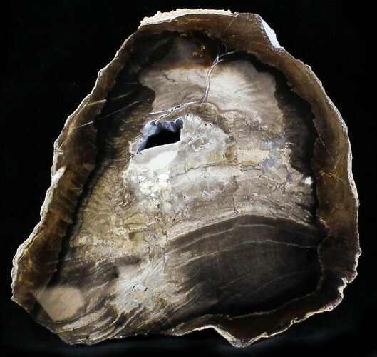 Petrified Wood Slab - McDermitt, Oregon #24233